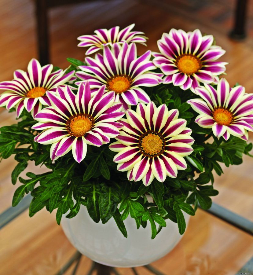 mama.tomsk.ru * �������� ���� - �������. � ������ ��������� �